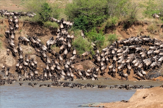 Wildebeest Migration